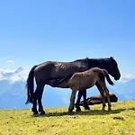 Апартаменты Steinkammer Пизендорф