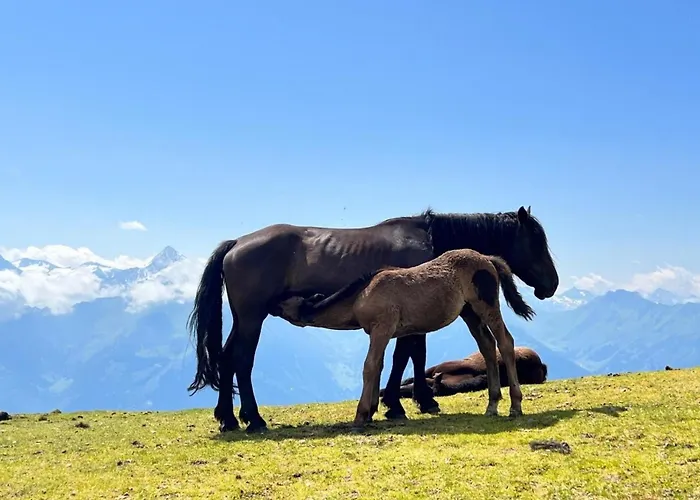 Apartament Steinkammer Piesendorf